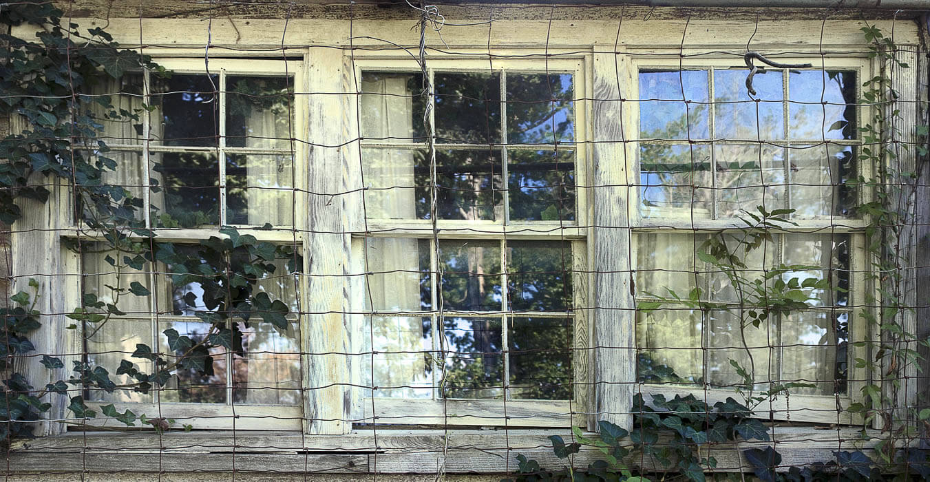 overgrown windows, reflections, wire covered