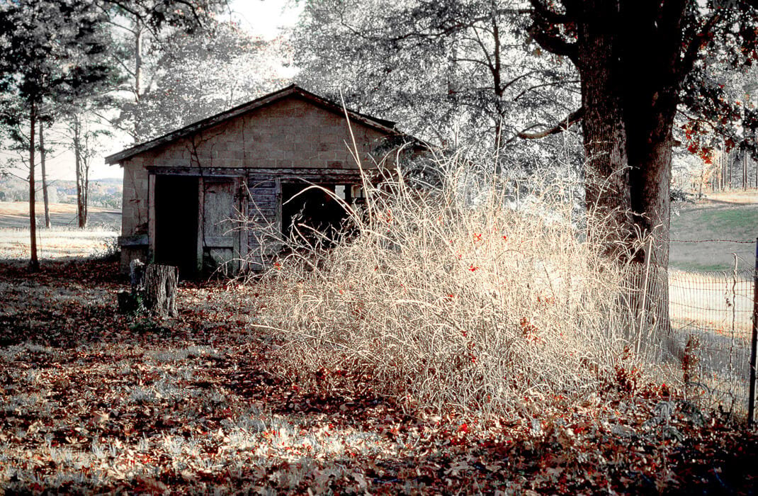 weathered outbuilding, bush